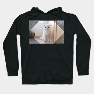 Arya the cute cats Hoodie